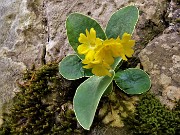 05 Primula auricola (Primula orecchia d'orso) nei pressi del Bivacco Plana (1280 m)